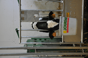 Matériel d'élevage - Case et logette veau - Cases à veaux JOURDAIN